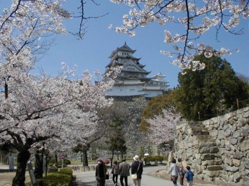 himeji castle cherry blossom